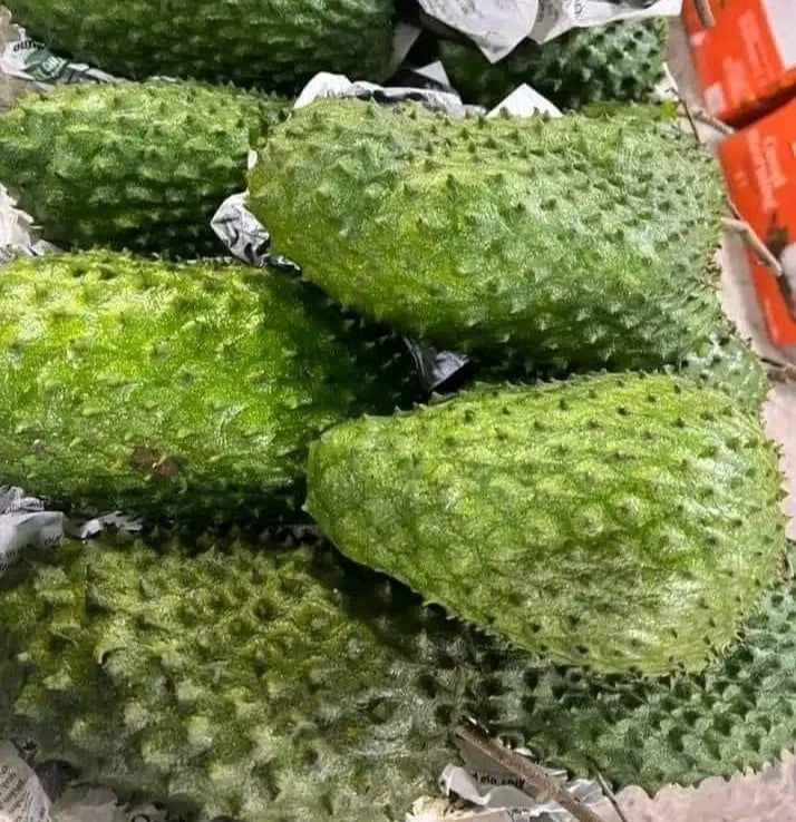 Bulk Nigerian Soursop Seeds (Annona muricata 'Nigerian Sweet') – 100+ Premium Fresh Rare Sweet Soursop Guanabana Seeds for Planting