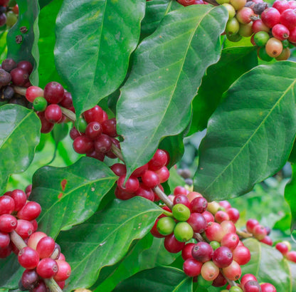 Premium Wolisho Coffee Seeds (Coffea arabica var. Wolisho) – Heirloom Ethiopian Specialty Coffee Bean Seeds for Planting (Batch Seeds)