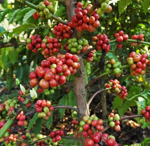 Icatu Coffee Seeds (Coffea sp. / 120+ Premium Disease-Resistant Specialty Coffee Bean Seeds) – Premium Botanical Specimen Plant Seeds for Planting