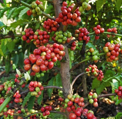 Icatu Coffee Seeds (Coffea sp. / 120+ Premium Disease-Resistant Specialty Coffee Bean Seeds) – Premium Botanical Specimen Plant Seeds for Planting