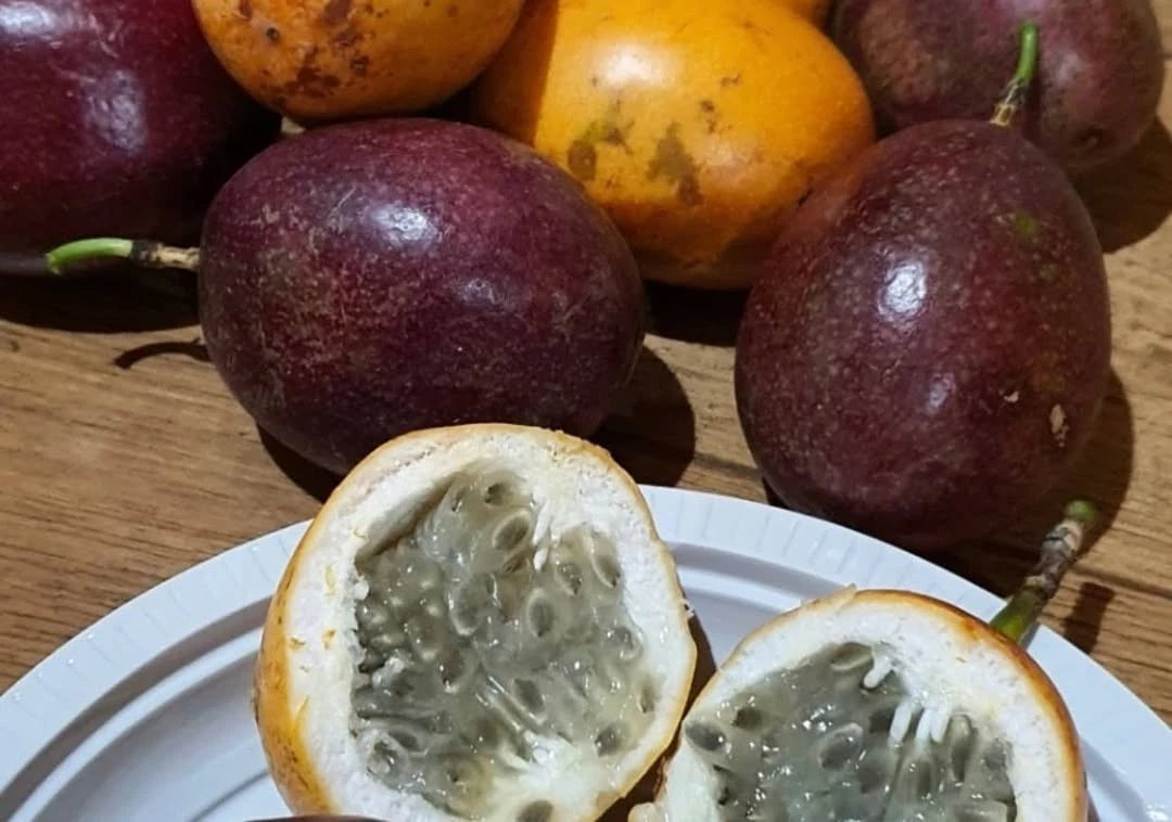 Konyal Passion Fruit Seeds (Passiflora edulis 'Konyal') – Premium Certified Tropical Edible Fruit Vine Seeds for Planting