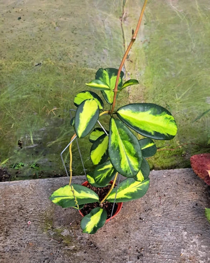 Rare Hoya Diversifolia Maharani Live Plant - Tropical Wax Plant Indoor & Outdoor