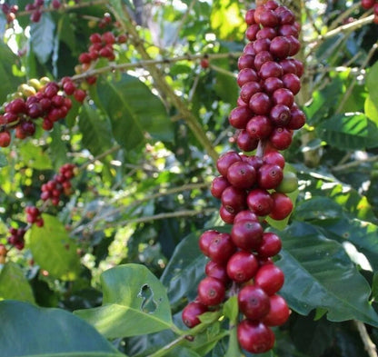 Millenio Coffee Seeds 120 pcs (Coffea sp.) – Premium Certified High-Yield Specialty Coffee Bean Plant Seeds for Planting