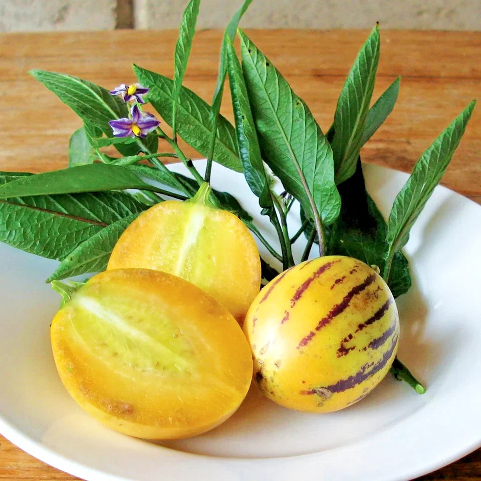 100+ Golden Pepino Seeds | Solanum muricatum | Sweet Melon Pear Fruit | Easy to Grow