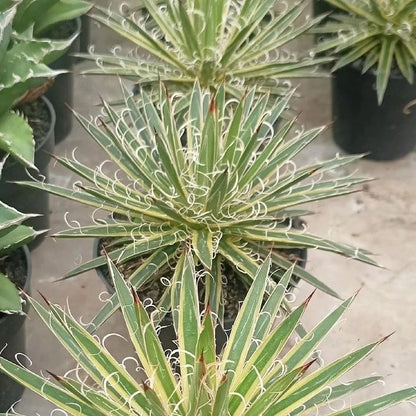 Variegated Agave Leopoldii – Rare Tropical Indoor Outdoor Variegated Thread Agave Specimen
