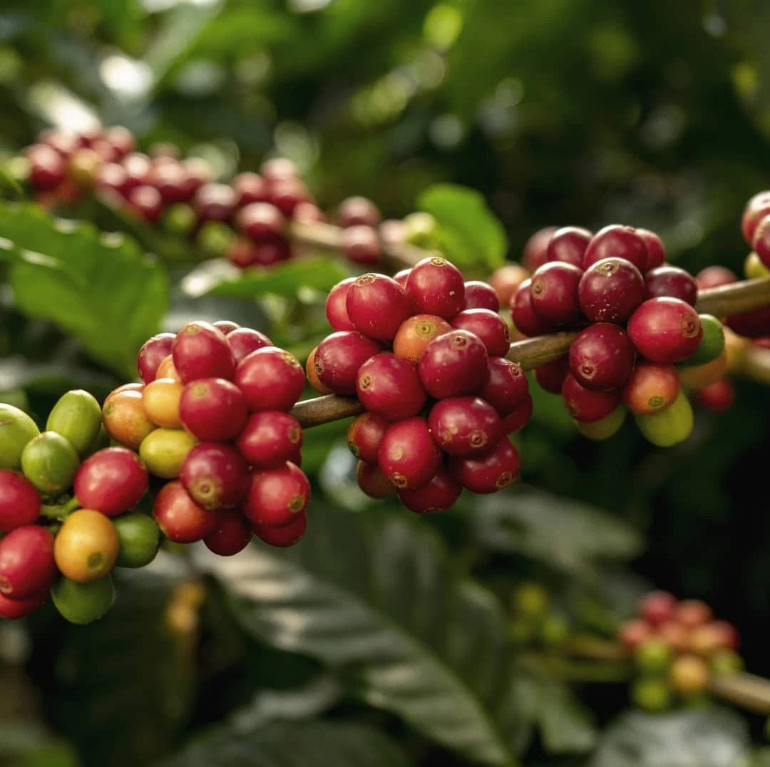 Ruiru 11 Coffee Seeds (Coffea arabica var. Ruiru 11) – Premium Certified Disease-Resistant Kenyan Specialty Coffee Bean Seeds for Planting (120 Pcs)