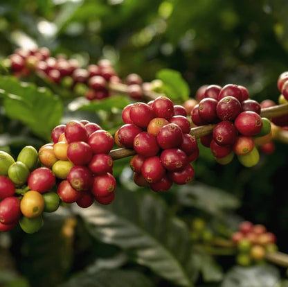 Ruiru 11 Coffee Seeds (Coffea arabica var. Ruiru 11) – Premium Certified Disease-Resistant Kenyan Specialty Coffee Bean Seeds for Planting (120 Pcs)
