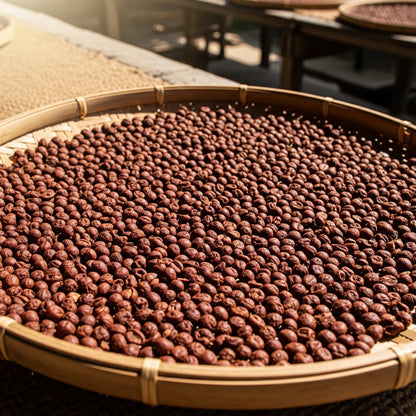 S795 Coffee Seeds (Coffea arabica var. S795 / "Selection 795" Legendary Indian Shade-Grown Selection) – Premium Gourmet Specialty Coffee Plant Seeds for Planting