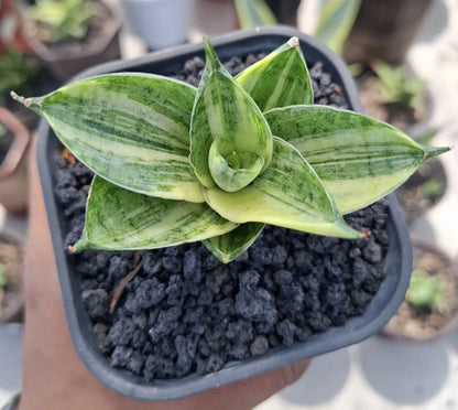 Sansevieria 'Manja' Variegated - Rare Tropical Snake Plant