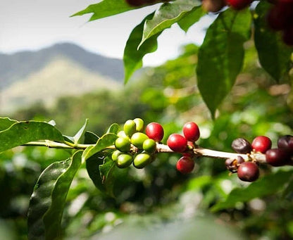 2000+ Premium Green Tip Gesha Coffee Seeds (Coffea sp. Gesha var. Geisha) – Certified Heirloom Specialty Arabica Crop for Planting