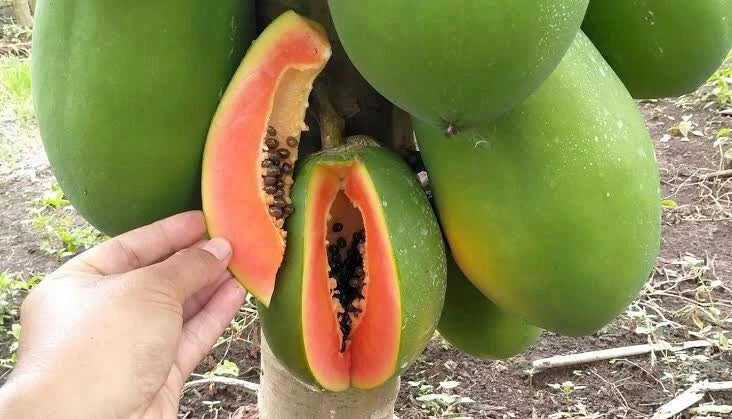 150+ Red Delima Papaya Seeds (Carica papaya var. 'Delima') – Premium Sweet Ruby-Red Flesh Tropical Fruit Tree Seeds for Planting