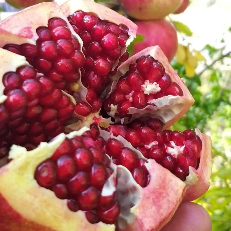 Shisheh Pomegranate Seeds | Punica Granatum | Sweet Red Fruit Tree | For Planting