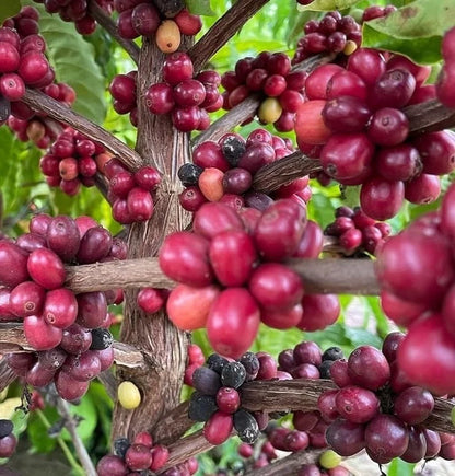Icatu Coffee Seeds (Coffea arabica x Coffea canephora) – Premium Certified High-Yield Gourmet Hybrid Coffee Bean Plant Seeds for Planting (120 Pcs)
