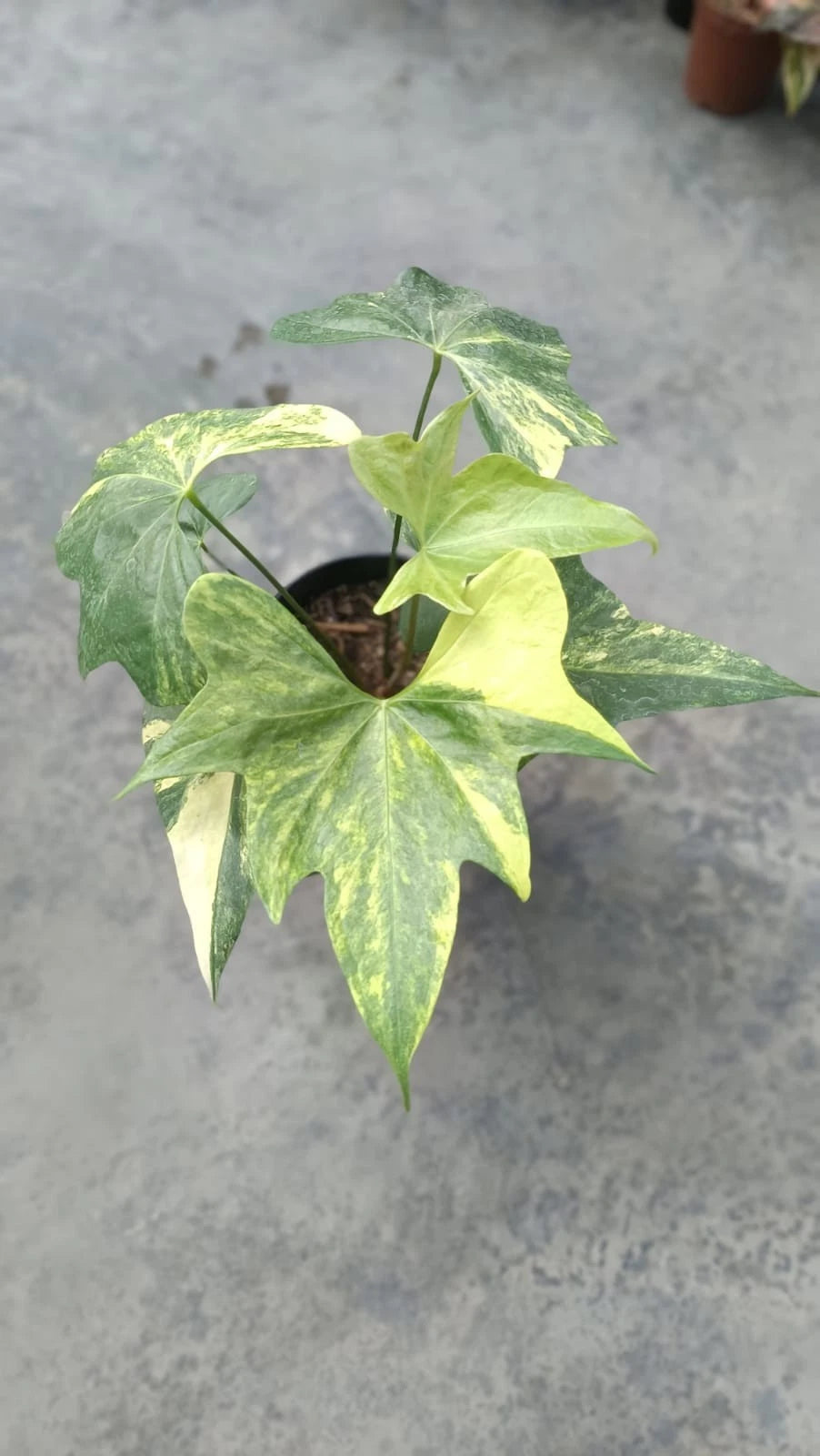 Rare Anthurium Pterodactyl Variegated (6 Leaves) - Premium Real Picture Exotic Tropical Plant