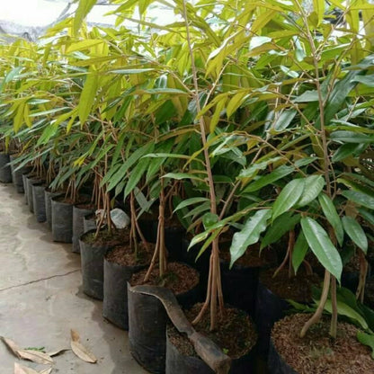 Grafted 'Musang King' Durian Seedling – Premium Tropical Fruit Tree