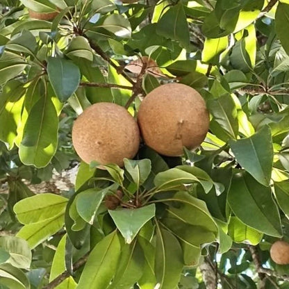 Cricket Ball Sapodilla Seeds (Manilkara zapota) – 35+ Premium Large Round Honey-Sweet Chikoo Seeds
