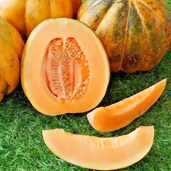 Muskmelon Blewah Seeds (Cucumis melo) – 1.000++ Bulk Premium Cantaloupe Seeds