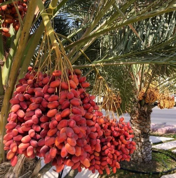 Anbara Red Strain Date Palm Seeds (Phoenix dactylifera) – 35 Premium Rare Madinah Red Date Seeds