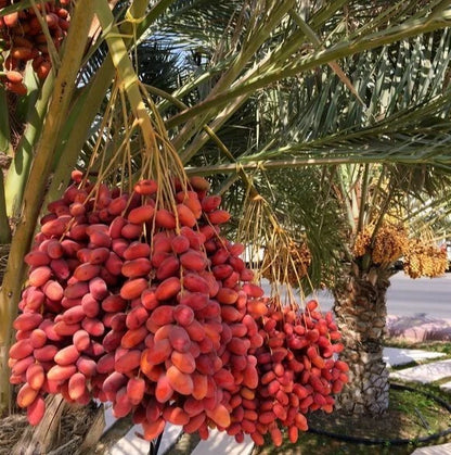 Anbara Red Strain Date Palm Seeds (Phoenix dactylifera) – 35 Premium Rare Madinah Red Date Seeds