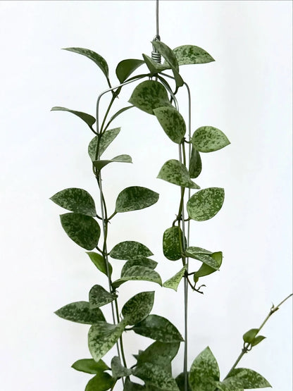 Hoya Lacunosa Gayung – Rare Tropical Indoor Outdoor Wax Plant Certified Live Specimen for Planting