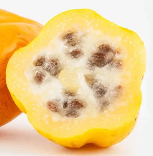 150+ 'Mountain Papaya' Seeds (Vasconcellea pubescens) – Elite Cold-Hardy Andean Genetic Stock (Collectors Quality)