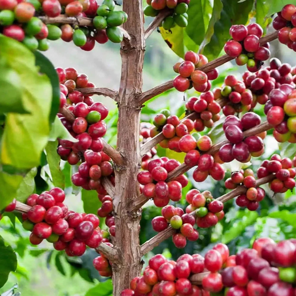 Premium Kurume Coffee Seeds (Coffea arabica var. Kurume) – Elite Ethiopian Heirloom Specialty Coffee Bean Seeds for Planting (Batch Seeds)