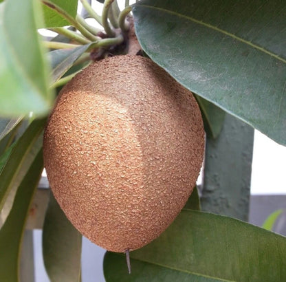 Pixbae Chico Sapodilla Seeds (Manilkara zapota) – 35 Premium Rare Elongated Honey-Sweet Chikoo Seeds