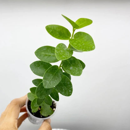Hoya Cumingiana Flava Rare Tropical Wax Plant (Hoya cumingiana var. flava) – Premium Exotic Epiphytic Yellow-Flowered Vine Plant Seeds & Cuttings for Planting