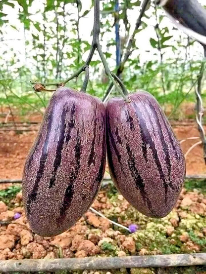 Purple Pepino Seeds (Solanum muricatum) – 1.000+ Premium Heirloom Sweet Purple Pepino Melon Seeds for Planting