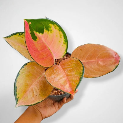 Aglaonema 'Sultan Brunei' - Majestic Tropical Foliage