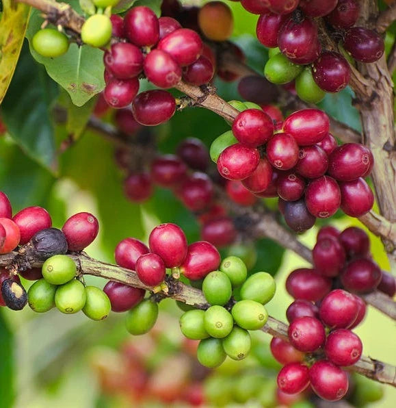 RABC15 Coffee Seeds 120 pcs (Coffea sp.) – Premium Certified High-Yield Arabica/Robusta Coffee Bean Plant Seeds for Planting