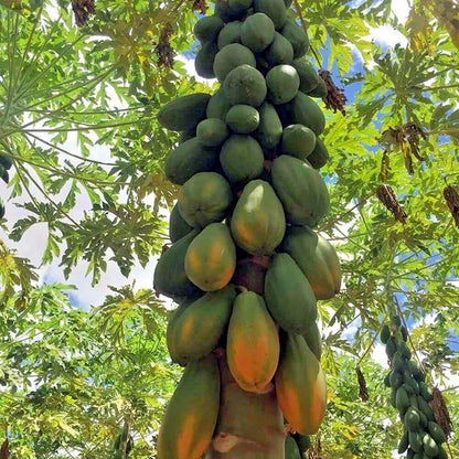 Big Formosa Papaya (Carica papaya) – 1,000+ Premium Seeds