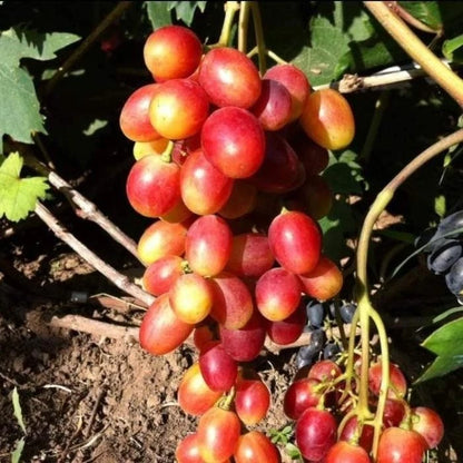 Kupidon Grape Seeds (Vitis vinifera / 100+ Premium Sweet Cupidon Table Grapevine Fruit Seeds) – Premium Exotic Botanical Specimen Plant Seeds for Planting