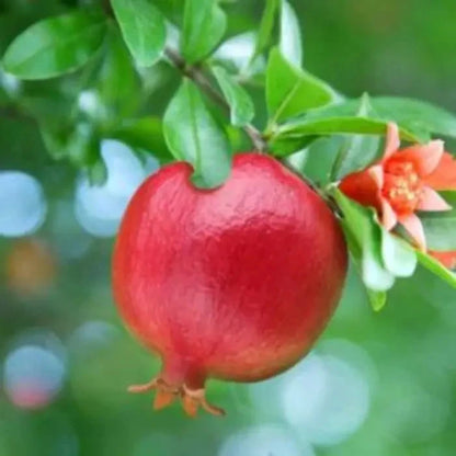 Red Pomegranate Seeds (Punica granatum var. Red Pomegranate) – Classic Ruby-Red Sweet Fruit Seeds for Planting (100+ Pcs)