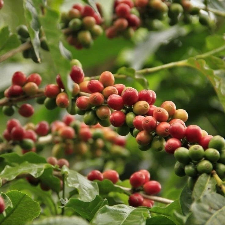 Certified Arusha Coffee Seeds (Coffea sp.) – Rare Tanzanian Heirloom Coffee Bean Seeds for Planting (120+ Pcs)