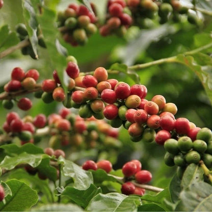 Certified Arusha Coffee Seeds (Coffea sp.) – Rare Tanzanian Heirloom Coffee Bean Seeds for Planting (120+ Pcs)