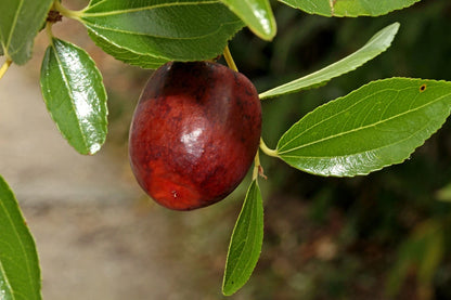 Red Jujube Seeds 100+ pcs (Ziziphus jujube) – Premium Certified Asian Jujube Sweet Red Date Fruit Tree Plant Seeds for Planting