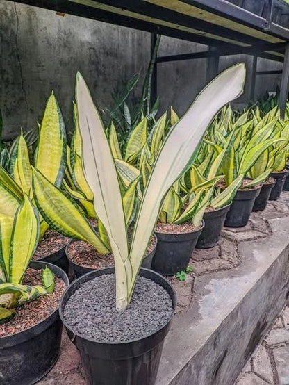 Sansevieria Beauty Queen Rare Snake Plant | Tropical Indoor Houseplant | Collector Sansevieria