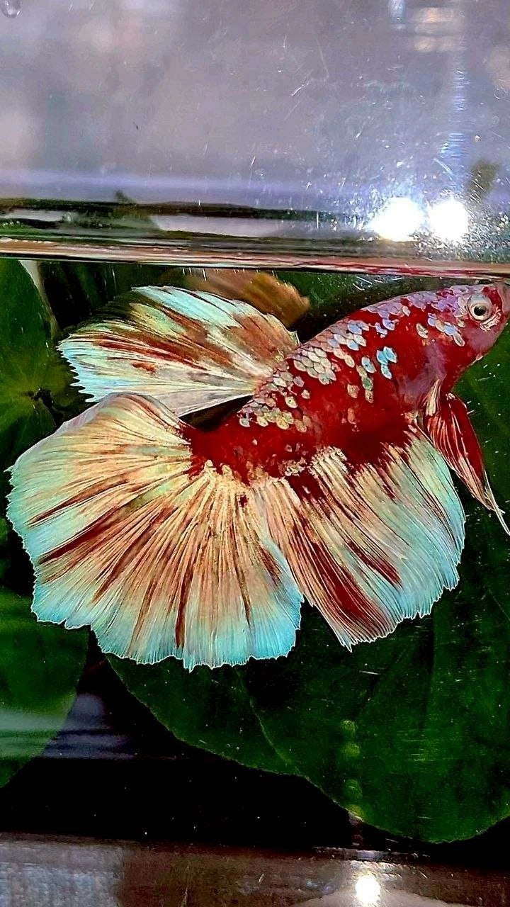 Rare Halfmoon Red Barongsai White Galaxy Multicolor - Premium Import Betta from Indonesia
