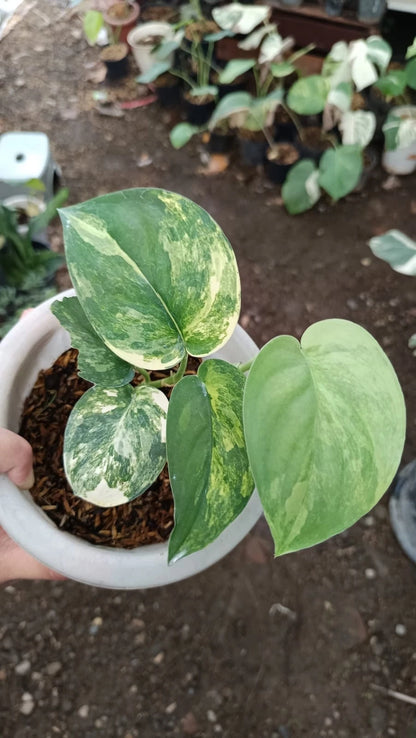 Stunning Scindapsus Jade Satin Variegated – Rare Tropical Indoor & Outdoor Plant