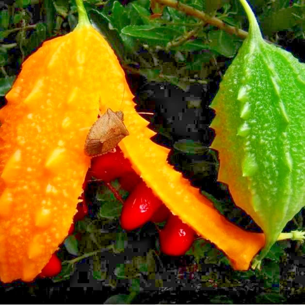 Forest Bitter Melon (Momordica charantia var. muricata) – 50+ Premium Wild Heirloom Seeds