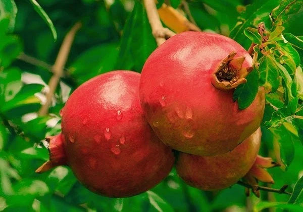 100+ 'Akko' Pomegranate Seeds (Punica granatum) – Elite Commercial-Grade Sweet Botanical Specimen (Collectors Quality)