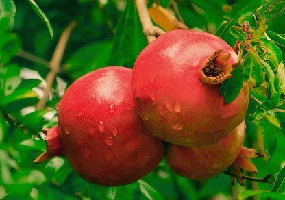 100+ 'Akko' Pomegranate Seeds (Punica granatum) – Elite Commercial-Grade Sweet Botanical Specimen (Collectors Quality)