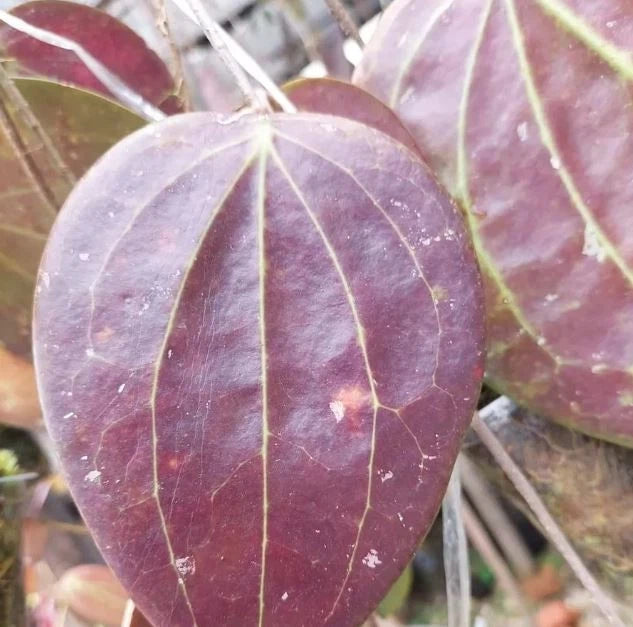 Rare Hoya Glabra Red - Premium Massive Leaf Exotic Tropical Wax Plant