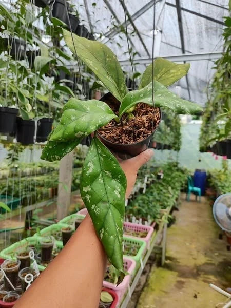 Hoya Clemensiorum Gorung Rare Wax Plant | Tropical Indoor Outdoor Hoya | Exotic Collector Houseplant