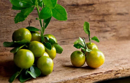 Calamansi Orange Seeds (Citrus × microcarpa) – 30++ Premium Fresh Sweet-Tart Calamondin Lime Seeds for Planting