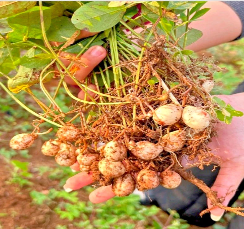 Bambara Groundnut (Vigna subterranea L.) – 100+ Premium Seeds