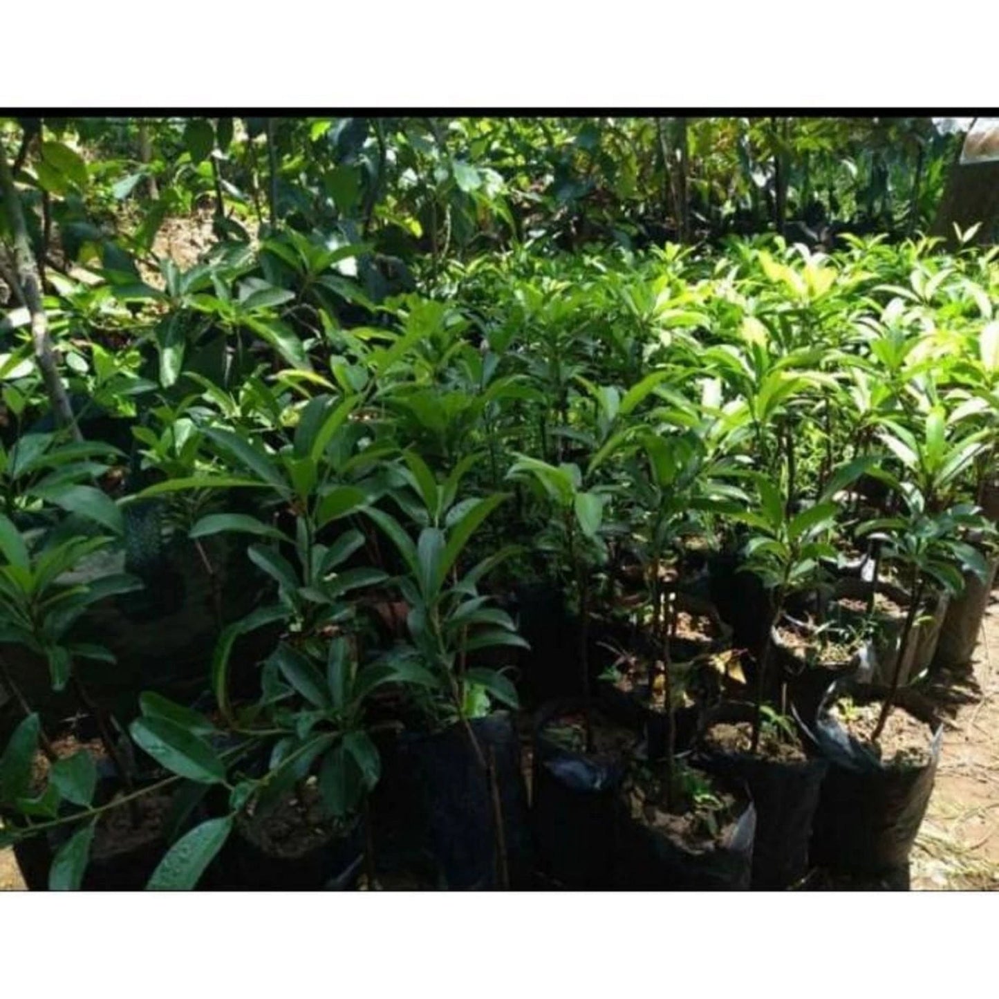 Jumbo Sapodilla (Chikoo) - Premium Grafted Exotic Fruit Tree