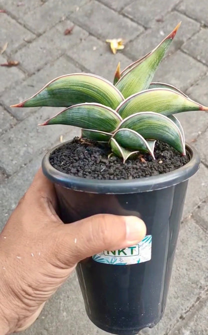 Sansevieria 'Rorida' Variegated - Rare Tropical Snake Plant