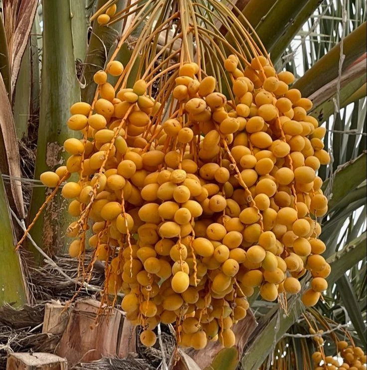 Premium Sukkari Dates Palm Seeds (Phoenix dactylifera var. Sukkari) – Sweet Desert Date Fruit Tree Seeds for Planting (35+ Pcs)